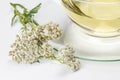 Fresh common yarrow Royalty Free Stock Photo