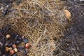 Fresh compost pile, thatch, fruits and vegetable scraps, green compost bin. Ecology environment.