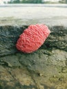 fresh conch eggs stuck to the concrete. eggs with a state that is still red