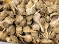 Fresh Conch Shells