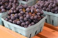 Fresh Concord Grapes