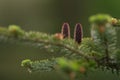 Fresh cones on abies koreana tree in late spring Royalty Free Stock Photo