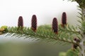 Fresh cones on abies koreana tree in late spring Royalty Free Stock Photo