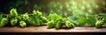 Fresh cones of green hops on the wooden background Royalty Free Stock Photo