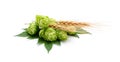 Fresh cones of hops and wheat Royalty Free Stock Photo