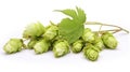 Fresh cones of hops and wheat isolated on a white background Royalty Free Stock Photo