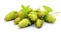 Fresh cones of hops and wheat isolated on a white background Royalty Free Stock Photo