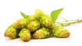 Fresh cones of hops and wheat isolated on a white background Royalty Free Stock Photo