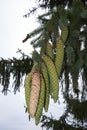 Fresh cones of Picea abies tree Royalty Free Stock Photo