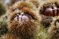 Fresh conkers Royalty Free Stock Photo