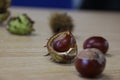 Fresh conkers with their shells