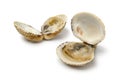 Fresh cooked warty venus clams
