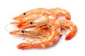 Fresh cooked shrimp isolated