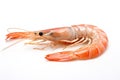 Fresh cooked shrimp isolated Royalty Free Stock Photo