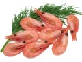 Fresh cooked shrimp and a sprig of dill on white background Royalty Free Stock Photo