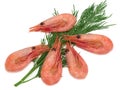 Fresh cooked shrimp and a sprig of dill on white background Royalty Free Stock Photo