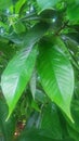 Fresh and cool green leaf