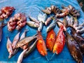 Fresh coral fish in the traditional market, mamuju, west sulawesi