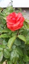 fresh coral rose