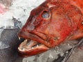 Fresh Coral Trout Fish on Ice Royalty Free Stock Photo