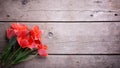 Fresh coral tulips on aged wooden background.