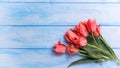 Fresh coral tulips on blue painted wooden background.