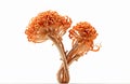 Fresh Cordyceps mushroom, cut out on white background