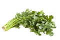 Fresh coriander Royalty Free Stock Photo
