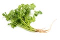 Fresh coriander