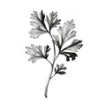 fresh coriander ai generated