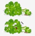 Fresh coriander character