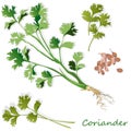 Fresh coriander or cilantro herb.Coriander powder in the cup. Vector illustration isolated Royalty Free Stock Photo