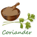 Fresh coriander or cilantro herb.Coriander powder in the cup. Vector illustration isolated Royalty Free Stock Photo