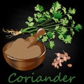 Fresh coriander or cilantro herb.Coriander powder in the cup. Vector illustration isolated Royalty Free Stock Photo