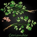 Fresh coriander or cilantro herb.Coriander powder in the cup. Vector illustration isolated