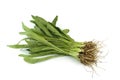 Fresh coriander or cilantro herb isolated on white background Royalty Free Stock Photo