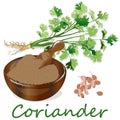 Fresh coriander or cilantro herb.Coriander powder in the cup. Vector illustration isolated
