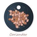 Fresh coriander or cilantro herb.Coriander powder in the cup. Vector illustration isolated