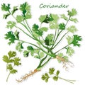 Fresh coriander or cilantro herb. Vector illustration isolated Royalty Free Stock Photo