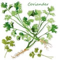 Fresh coriander or cilantro herb. Vector illustration isolated