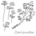 Fresh coriander or cilantro herb. Vector illustration isolated. Monochrome