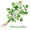 Fresh coriander or cilantro herb. Vector illustration isolated Royalty Free Stock Photo