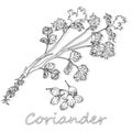 Fresh coriander or cilantro herb. Vector illustration isolated. Monochrome