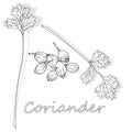Fresh coriander or cilantro herb. Vector illustration isolated. Monochrome Royalty Free Stock Photo