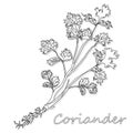 Fresh coriander or cilantro herb. Vector illustration isolated. Monochrome