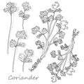 Fresh coriander or cilantro herb. Vector illustration isolated. Monochrome Royalty Free Stock Photo