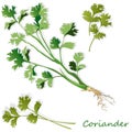 Fresh coriander or cilantro herb. Vector illustration isolated