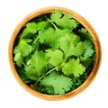 Fresh coriander or cilantro leaves in a wooden bowl