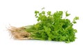 Fresh coriander cilantro with roots on white background Royalty Free Stock Photo