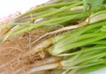 Fresh coriander cilantro with roots on white background